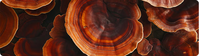 REISHI