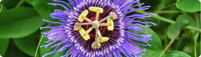 PASSIONFLOWER