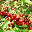 Ingredients Image